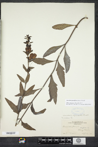 Image of Aureolaria grandiflora