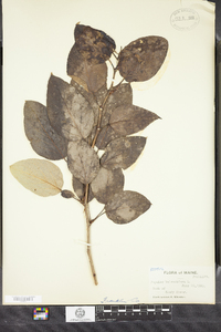 Populus balsamifera image