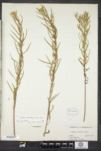 Euthamia caroliniana image