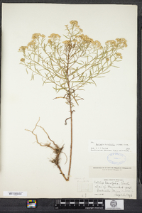 Euthamia caroliniana image