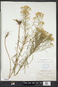 Euthamia caroliniana image