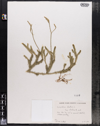 Lycopodium clavatum image