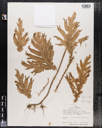 Image of Selaginella articulata