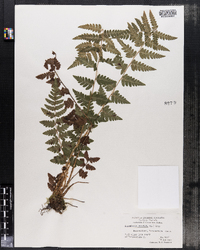 Dryopteris cristata image