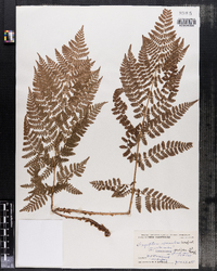 Dryopteris intermedia image