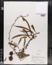 Image of Polypodium brunei