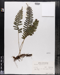 Polypodium virginianum image