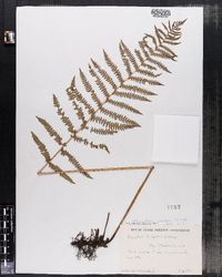 Dryopteris thelypteris image