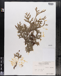 Thuja occidentalis image