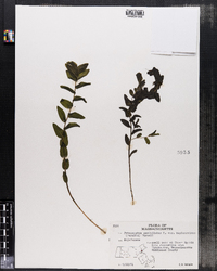 Potamogeton perfoliatus var. bupleuroides image