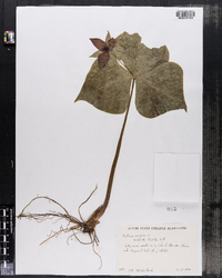 Trillium erectum image