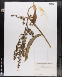 Veratrum viride image