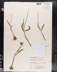 Image of Fritillaria pudica