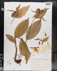 Cypripedium calceolus var. pubescens image