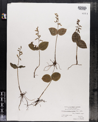 Image of Listera convallarioides
