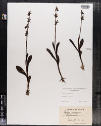 Image of Ophrys muscifera
