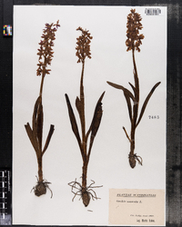 Image of Orchis mascula