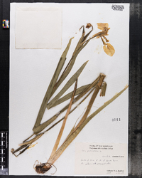 Iris pseudacorus image