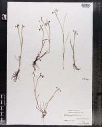 Image of Sisyrinchium rosulatum