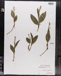 Maianthemum trifolium image