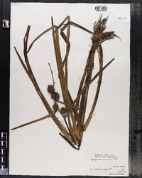 Sparganium americanum image