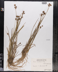 Juncus canadensis image