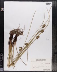 Juncus effusus image