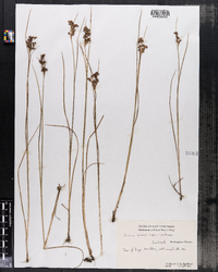 Juncus greenei image