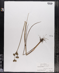 Juncus megacephalus image