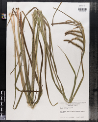 Carex crinita image