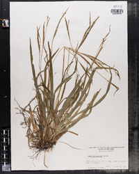 Carex leptonervia image