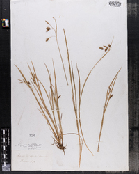 Carex magellanica ssp. irrigua image