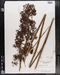 Cladium mariscus ssp. jamaicense image