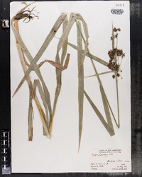 Scirpus atrovirens image