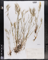 Bromus tectorum image