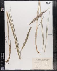 Calamagrostis arundinacea image