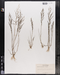 Image of Eragrostis peregrina
