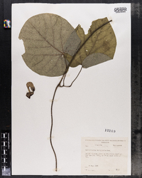 Aristolochia macrophylla image