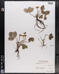 Hepatica nobilis var. obtusa image
