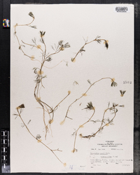 Ranunculus aquatilis var. trichophyllus image