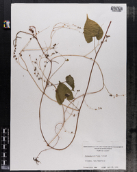 Polygonum cilinode image