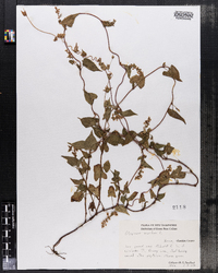 Polygonum scandens image