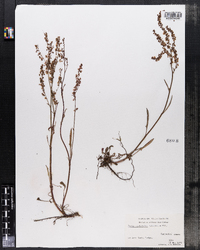 Image of Rumex hastatulus