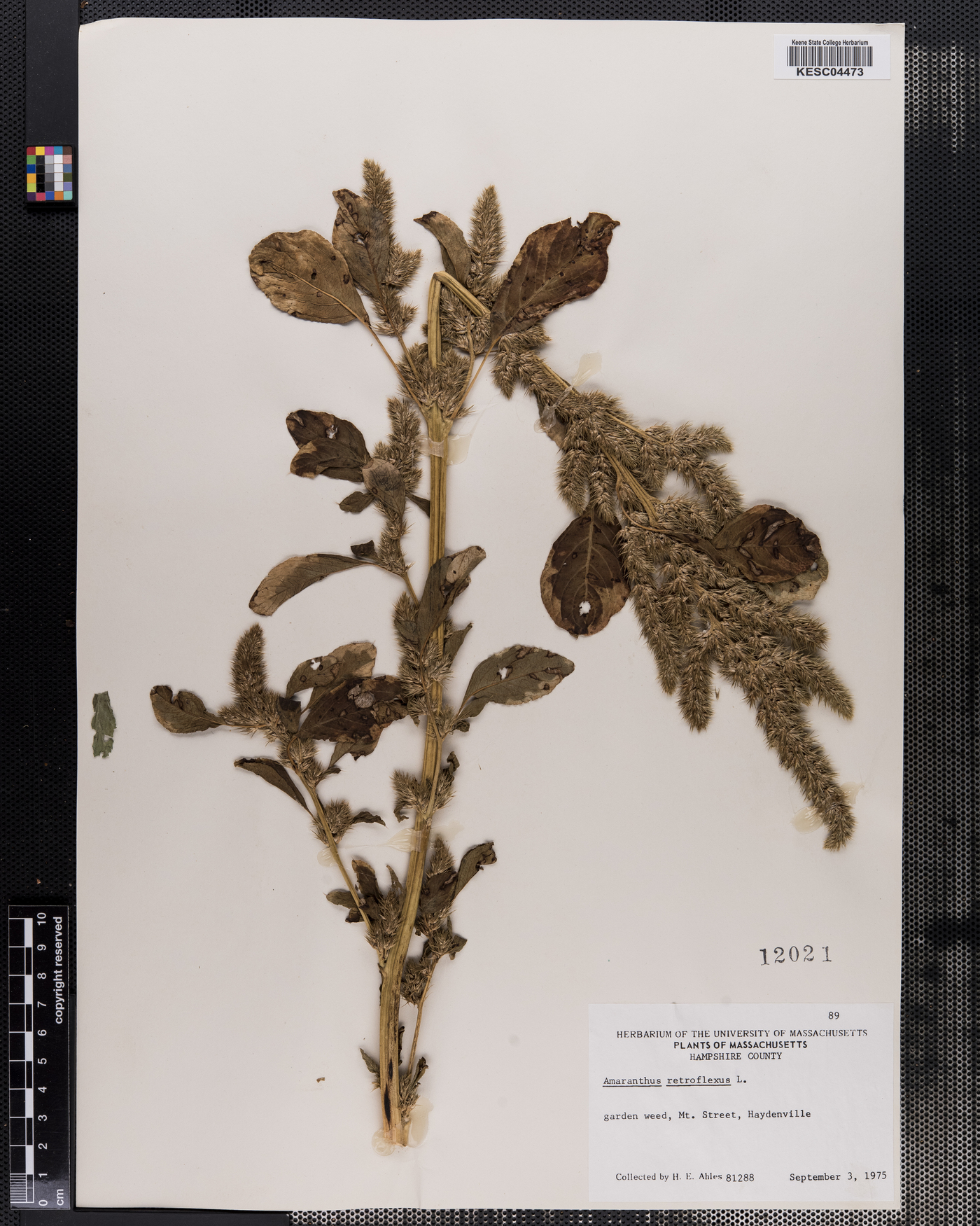 Amaranthus retroflexus image