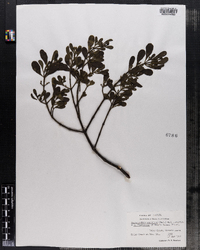 Image of Phoradendron leucarpum