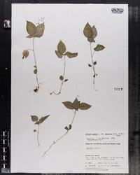 Circaea alpina ssp. pacifica image
