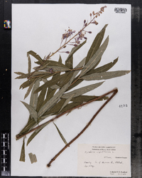 Chamerion angustifolium ssp. angustifolium image