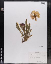 Oenothera caespitosa image