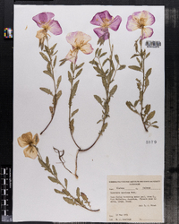 Image of Oenothera speciosa