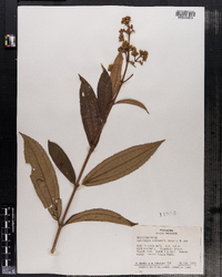 Image of Conostegia xalapensis